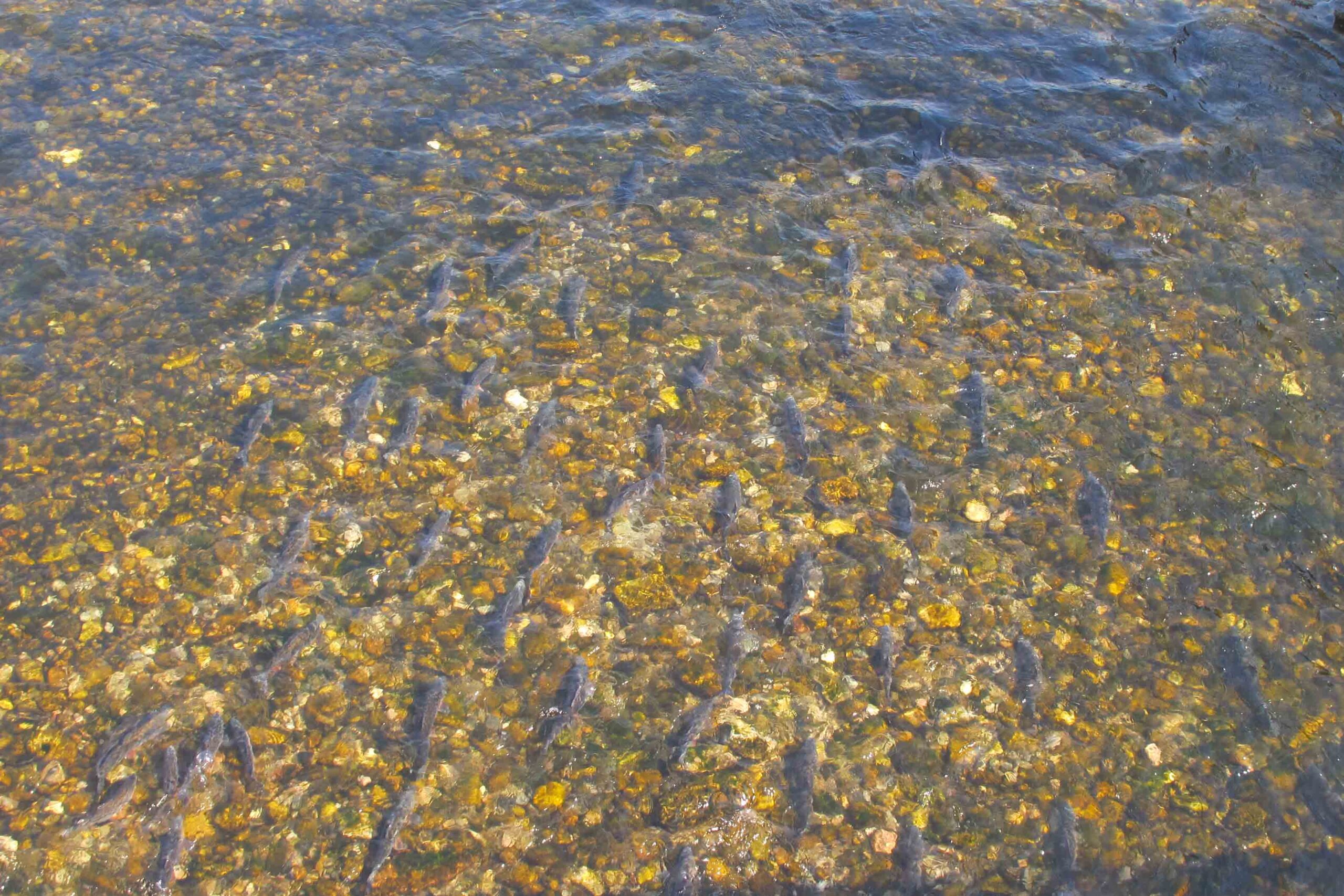 Lachse schwimmen in einem Fluss