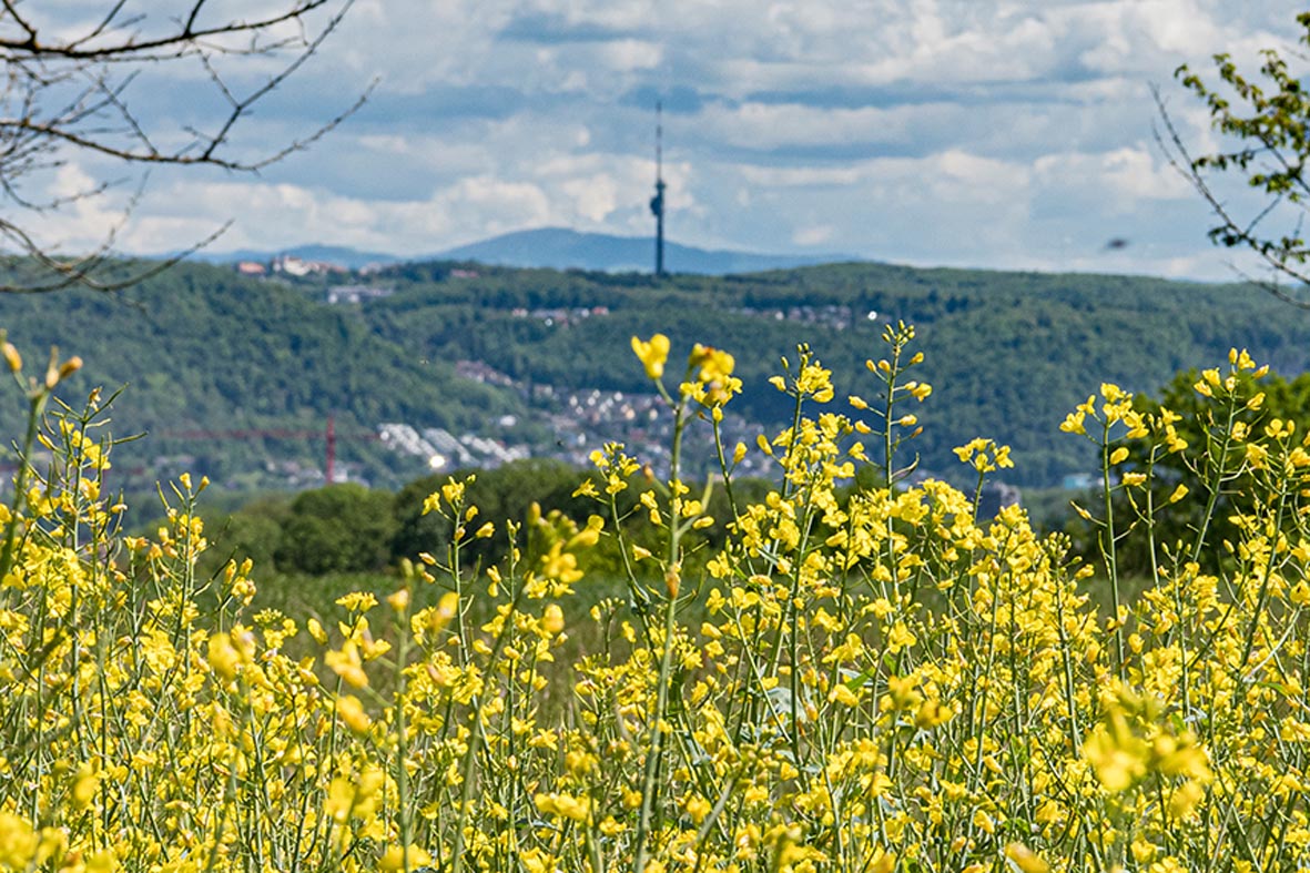 Rapsfeld mit Chrischona