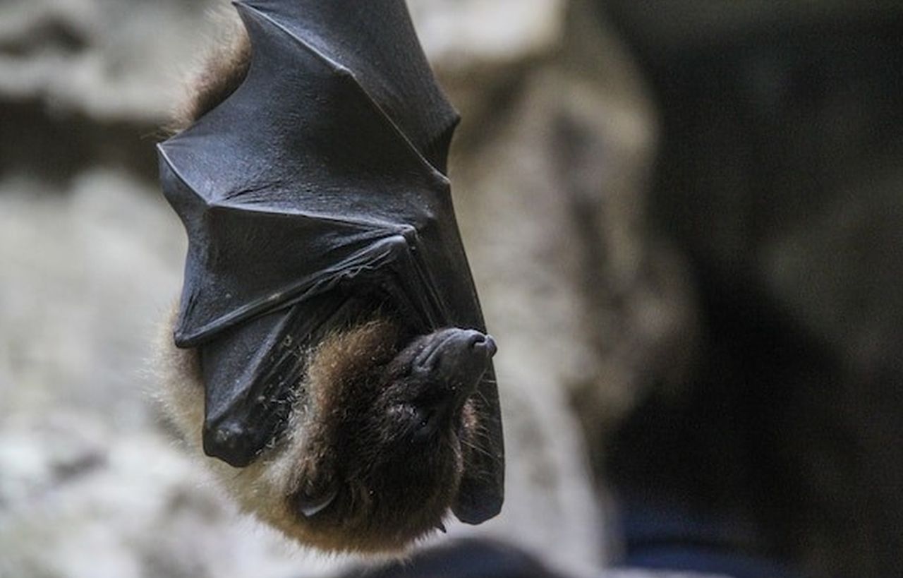 Eine Fledermaus hängt kopfüber und ist am Schlafen.