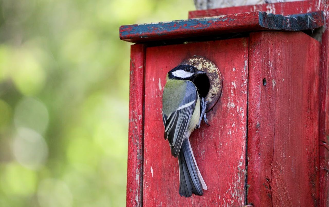 Ein Vogel krallt sich an einem Vogelhäuschen fest.