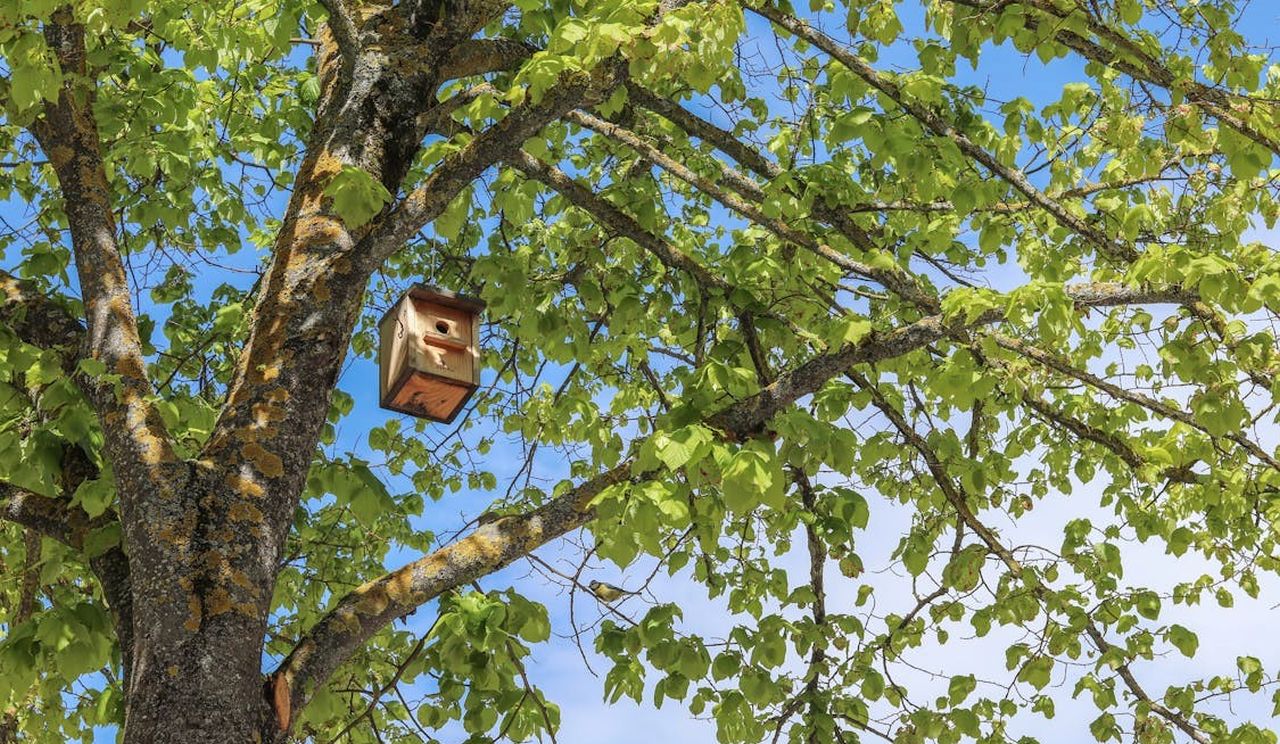 Ein Vogelhäuschen hängt in einem Baum.