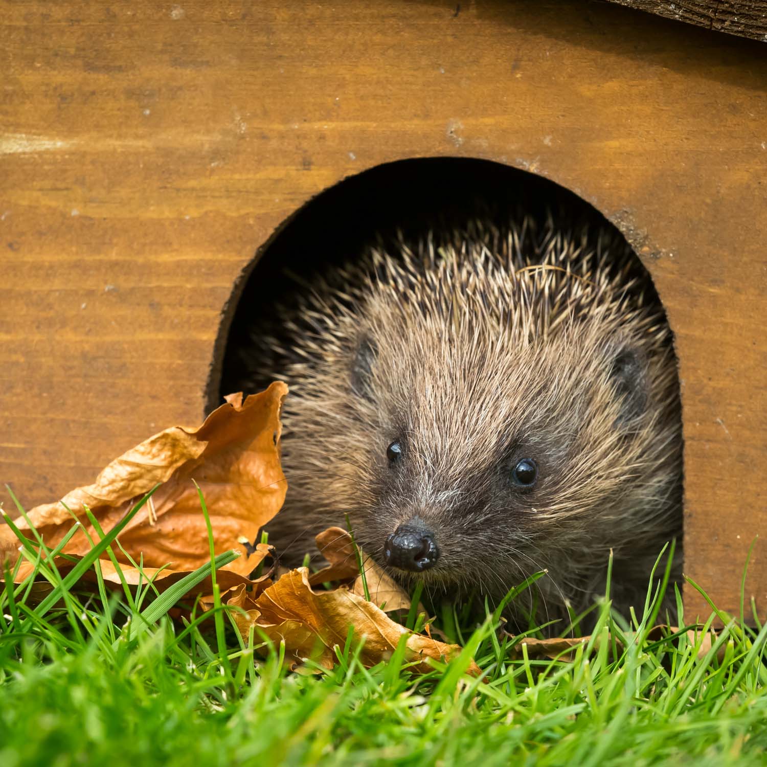 Nisthilfe für Igel