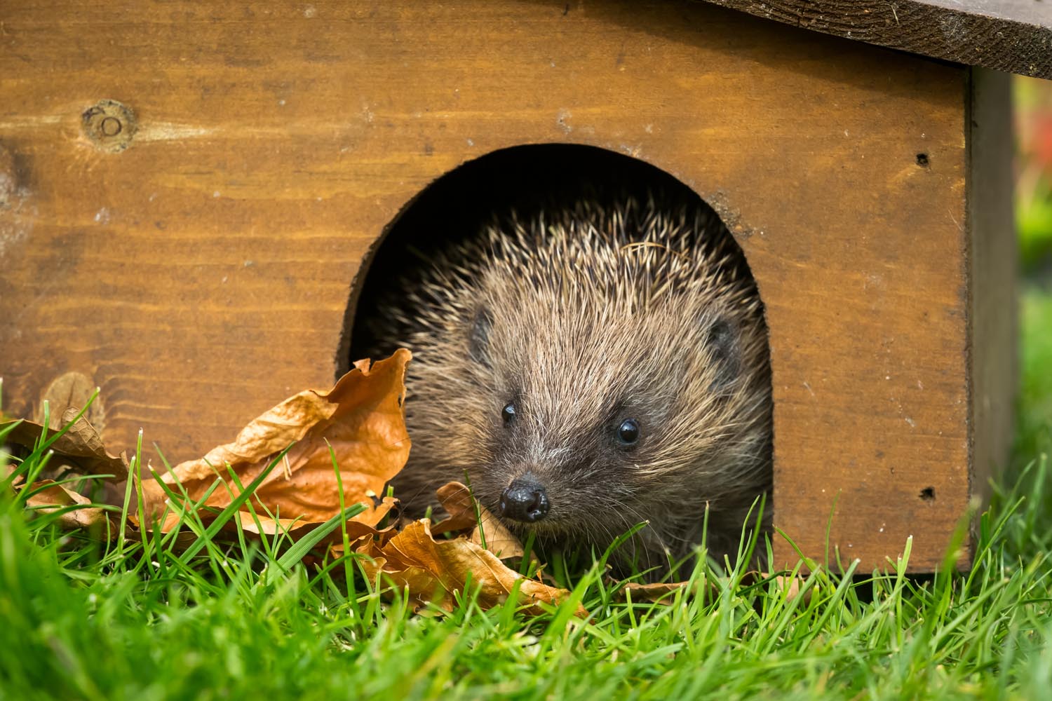 Nisthilfe für Igel