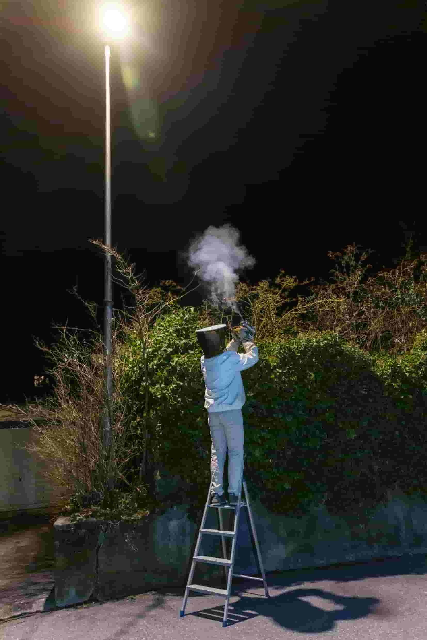 Mann auf Leiter vor einer Hecke